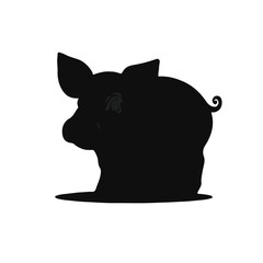 Black Pig Animal