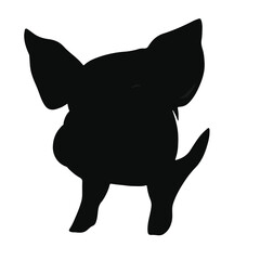 Black Pig Animal