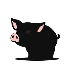 Black Pig Animal