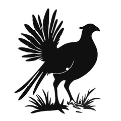 Black Pheasant Animal