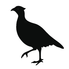 Black Pheasant Animal