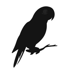 Black Parrot Animal