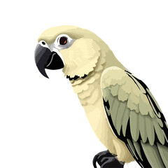 Black Parrot Illustration