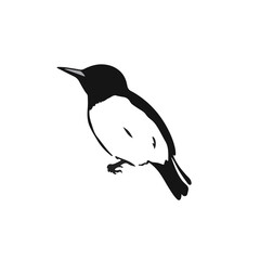 Black Nuthatch Animal