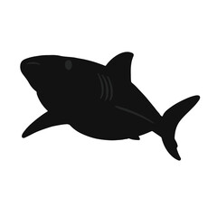 Nurse Shark Marine Life