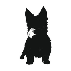 Norwich Terrier Pet