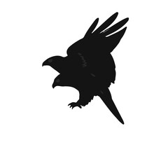 Northern Harrier Symbol