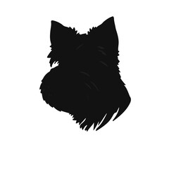 Norfolk Terrier Profile