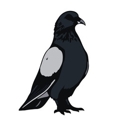Nicobar Pigeon Illustration