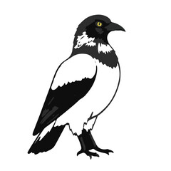 Nicobar Pigeon