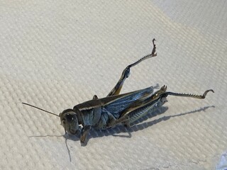 grasshopper insect 