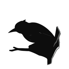 Black Nuthatch Illustration