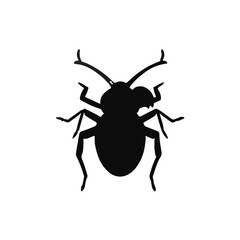 Black Nut Weevil
