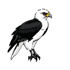Northern Crested Eagle Mexico