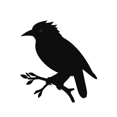 Black Myna Bird Illustration