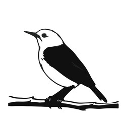 Mourning Warbler Bird Illustration