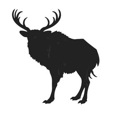 Monte Iberia Wildlife Portrait