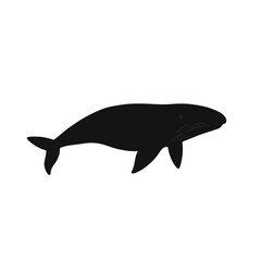 Minke Whale Marine Life