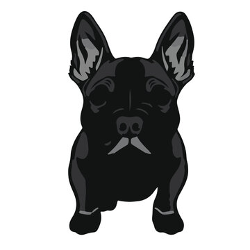 Miniature Bull Terrier Portrait