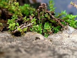 Close-up of vibrant green moss and plants growing on a textured rock surface