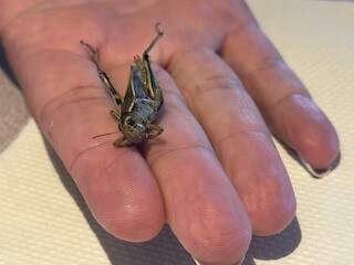 Grasshopper resting on a human palm