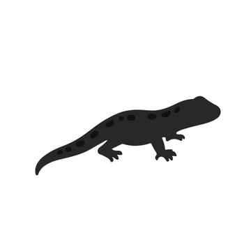 Mexican Mole Lizard Illustration
