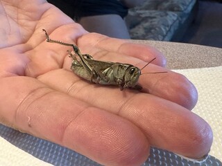 Insect, grasshopper on the hand