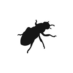Mealworm Beetle Illustration