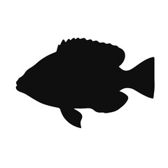 Mayan Cichlid Animal