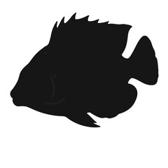 Mayan Cichlid Marine Life