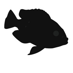 Mayan Cichlid Fish Illustration