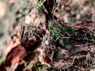 Close-up of textured tree bark with moss, natural background, macro detail