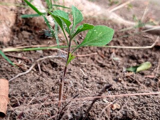 Young green plant growing in brown soil with leaves and sunlight