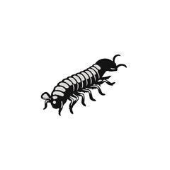 Black Millipede Animal
