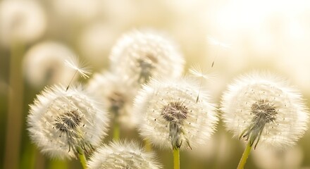 Photo of closeup of fluffy white dandelions in a sunlit field during golden hour