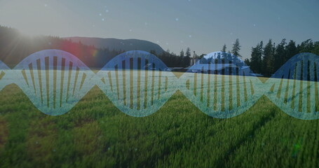 Fototapeta premium Superimposing translucent blue DNA double helix across sunlit meadow, with conifer forest backdrop