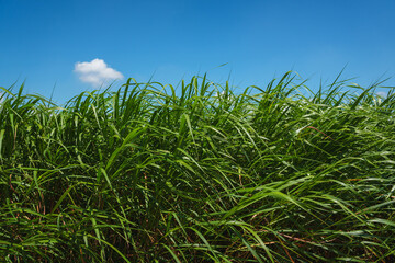 Lush Green Sugarcane Field under a Bright Blue Sky