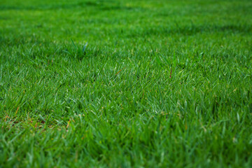 Close-Up View of Lush Green Grass Texture Background
