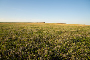 Open prairie under clear sky