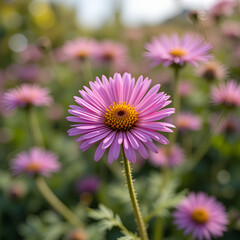 Fototapeta premium annual fleabane in gentle summer light, erigeron annuus