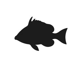 Black Angelfish Illustration