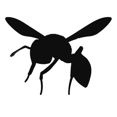 Asian Giant Hornet Photograph