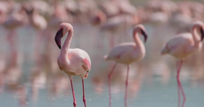 Wide pan of a Lesser Flamingo (Phoeniconaias minor) wading in shallow lake water near a flamboyance of flamingos at daytime in Kenya