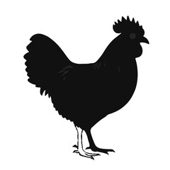 Wyandotte Chicken
