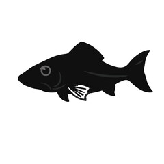 Black Walking Catfish