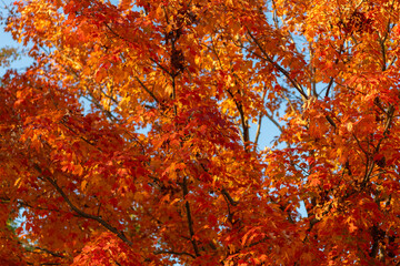 Fall weather outdoor. Leaves in autumn nature forest. Fallen leaves. Autumn nature forest. Orange and yellow fall leaves. Fall season colors. Nature in autumn. Autumn haze