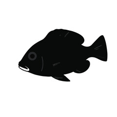 Black Uaru-Cichlid Fish
