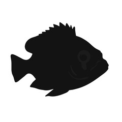 Black Uaru-Cichlid