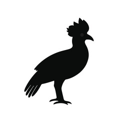 Black and White Turaco