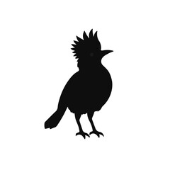 Black and White Towhee Animal